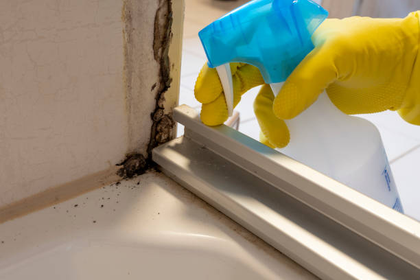 Best Basement Mold Removal  in Detroit Beach, MI